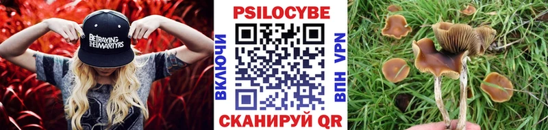 блэк спрут   Тейково  Галлюциногенные грибы мицелий 
